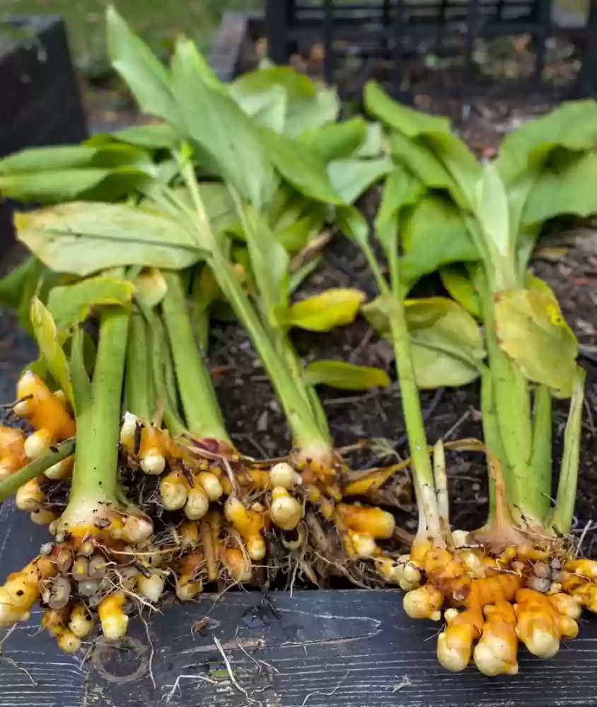 Mixed Turmeric Planting Seeds For Gardening Herb