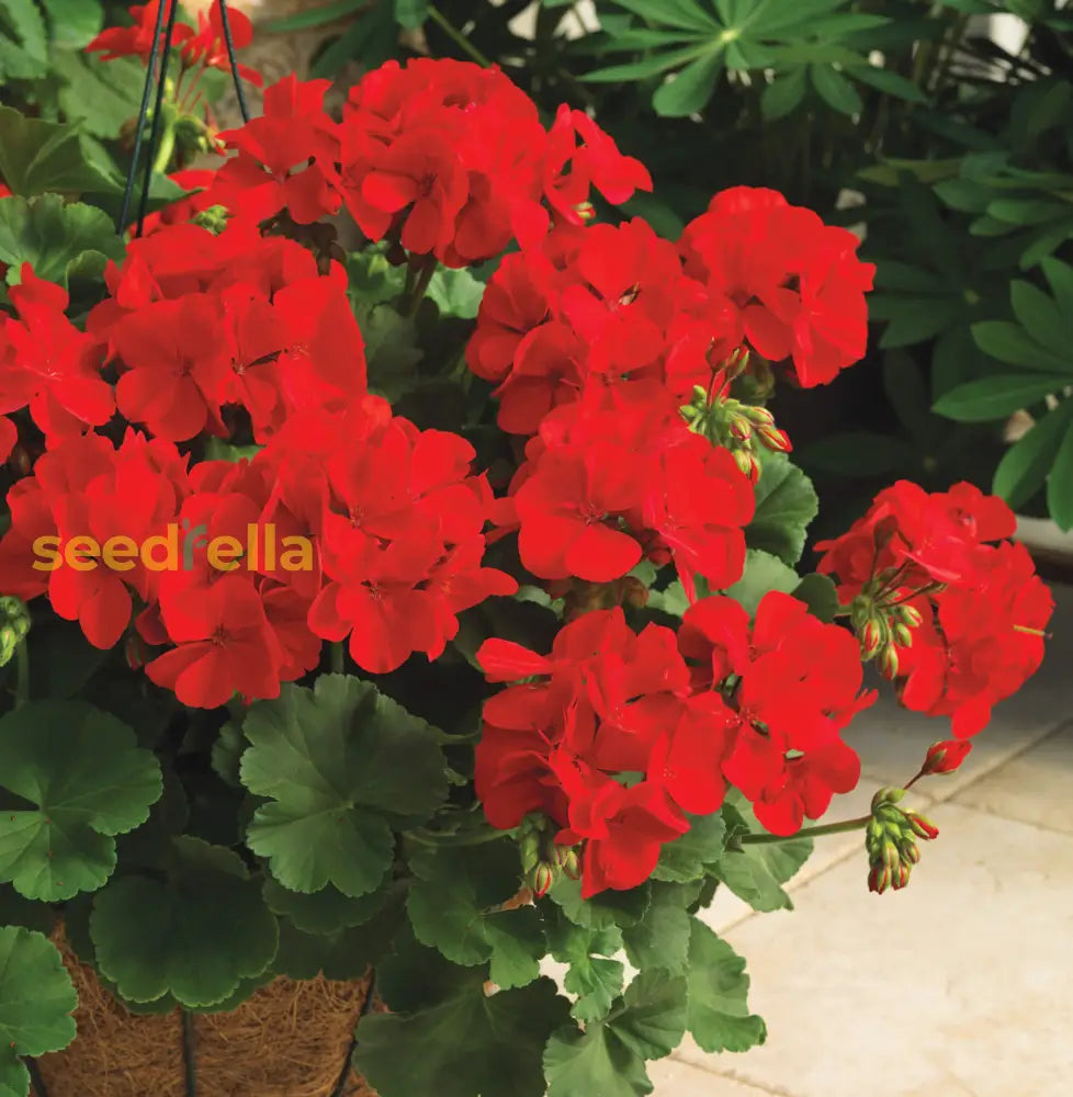 Big Blooms Geranium Seeds For Planting - Maroon Flower