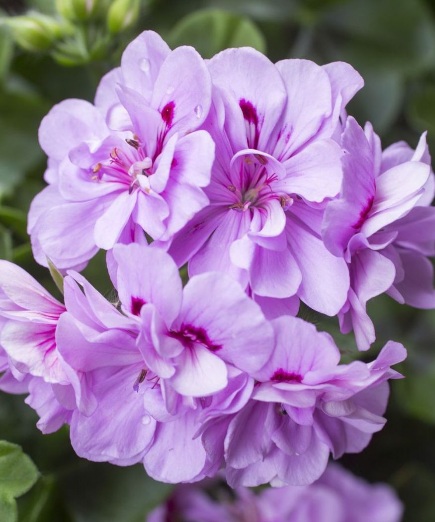 Big Blooms Lavender Geranium Seeds for Planting