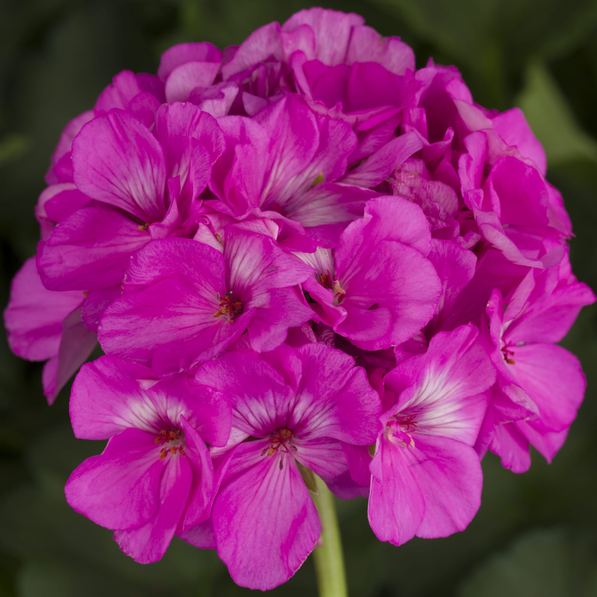 Big Blooms Pink Geranium Seeds for Planting