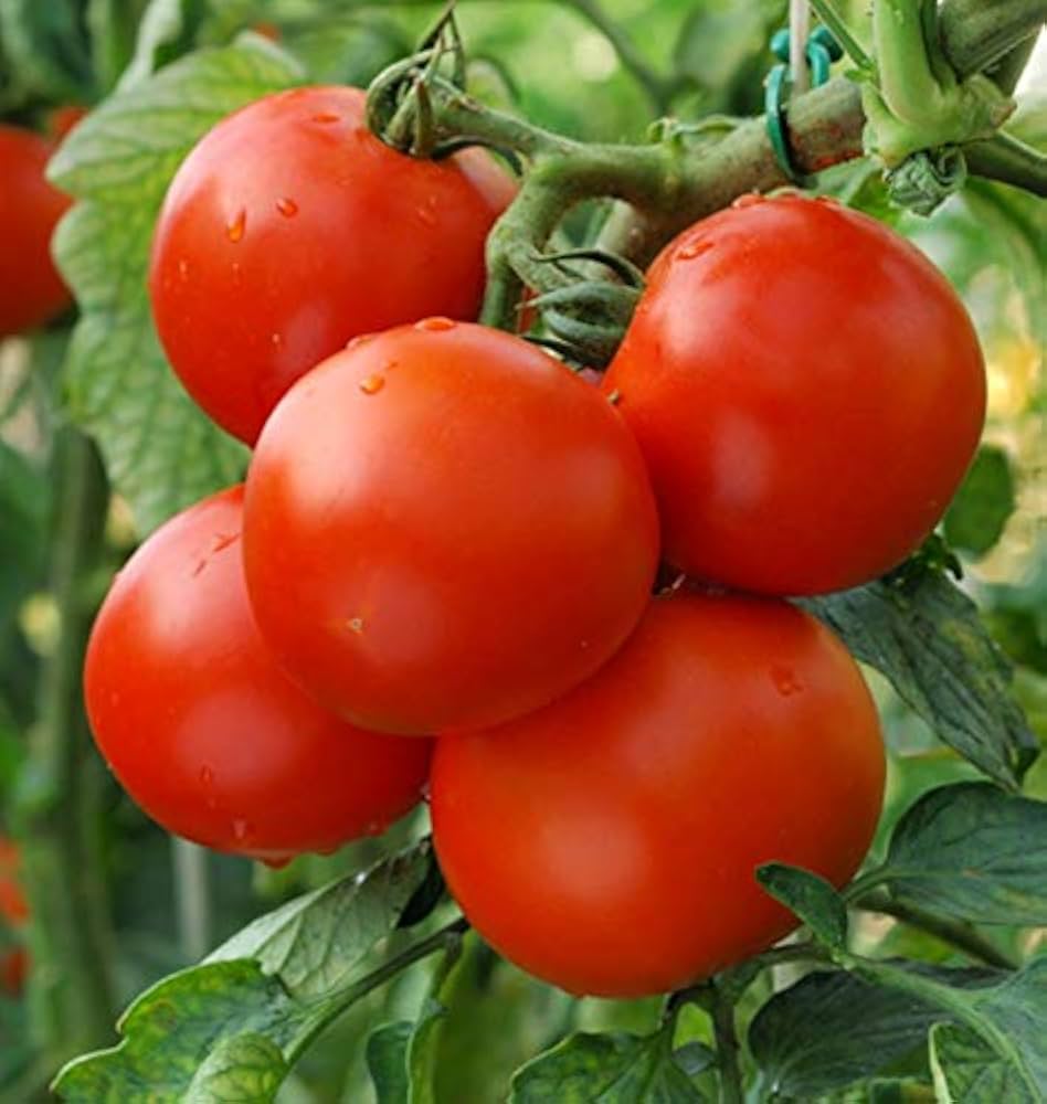 Big fruit tomato seeds for high-yield gardening