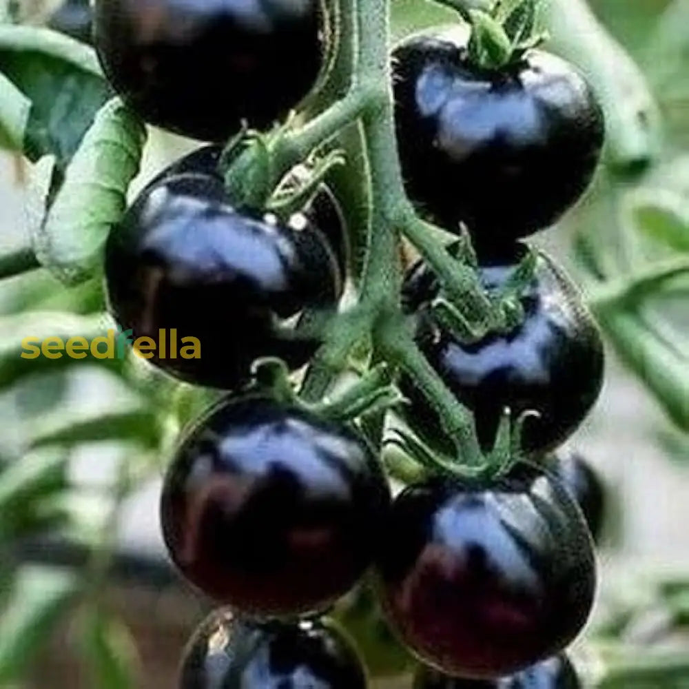 Big Huge Black Tomato Seeds For Planting | Heirloom Garden Vegetable Seeds