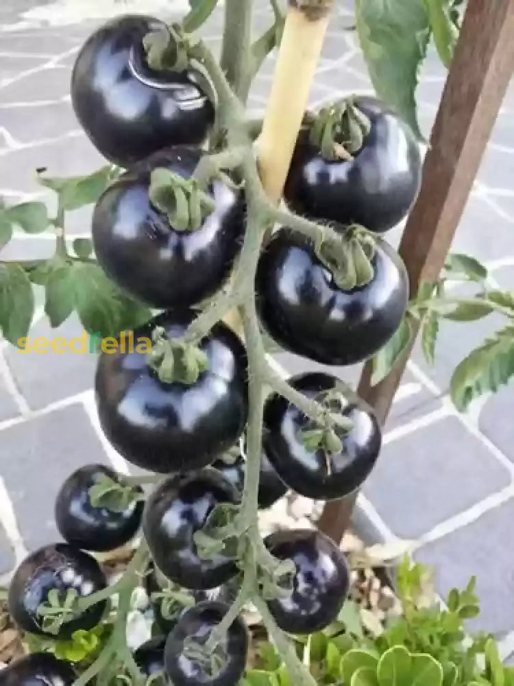 Big Huge Black Tomato Seeds For Planting | Heirloom Garden Vegetable Seeds