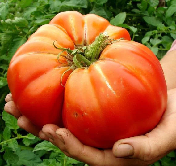 Step-by-step guide for growing Big Huge Orange Tomatoes from seeds
