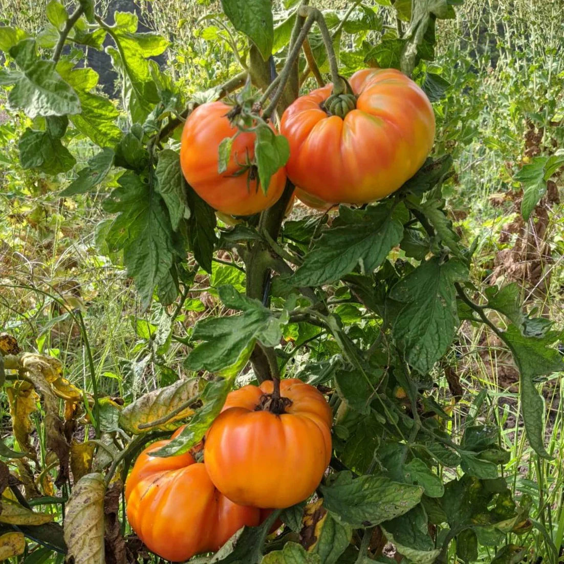 Big Huge Orange Tomato seeds for home garden planting
