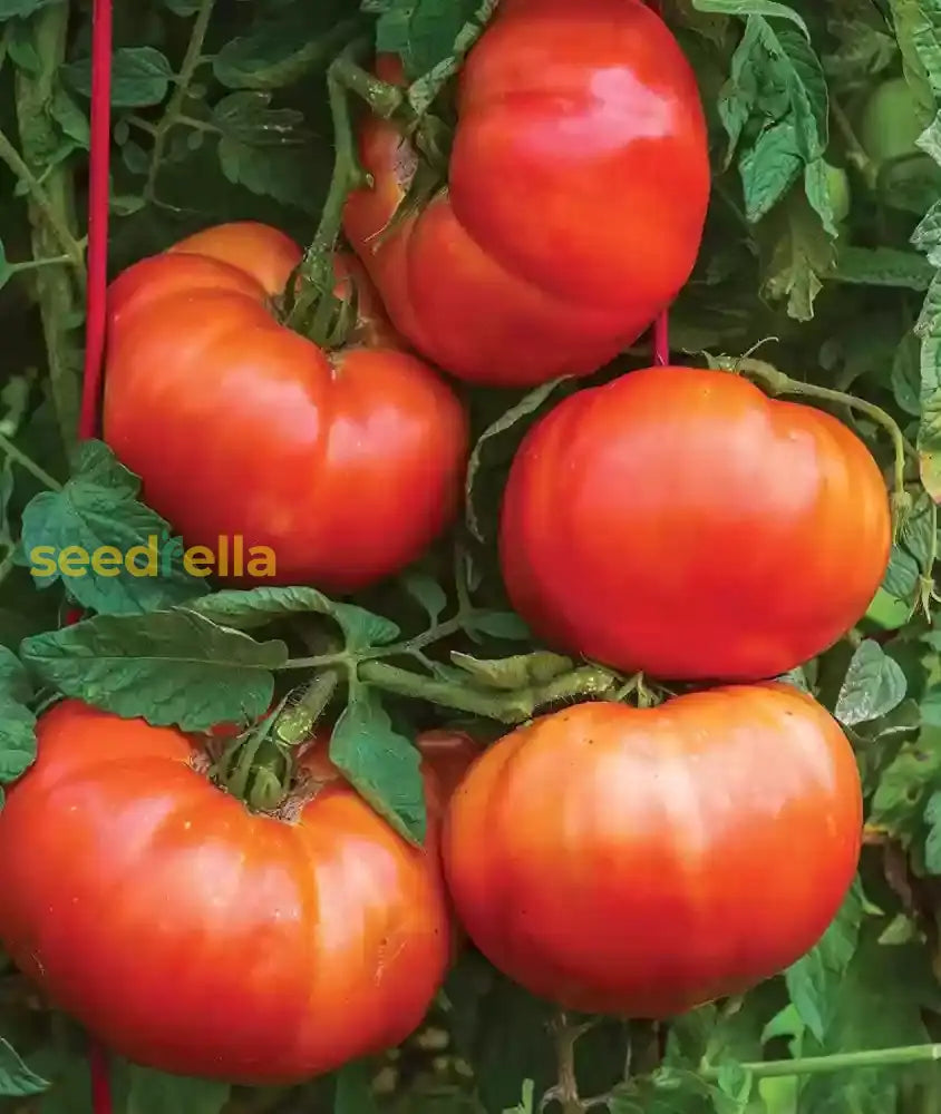 Big Huge Tomato Seeds For Planting Red - Grow Large Tomatoes