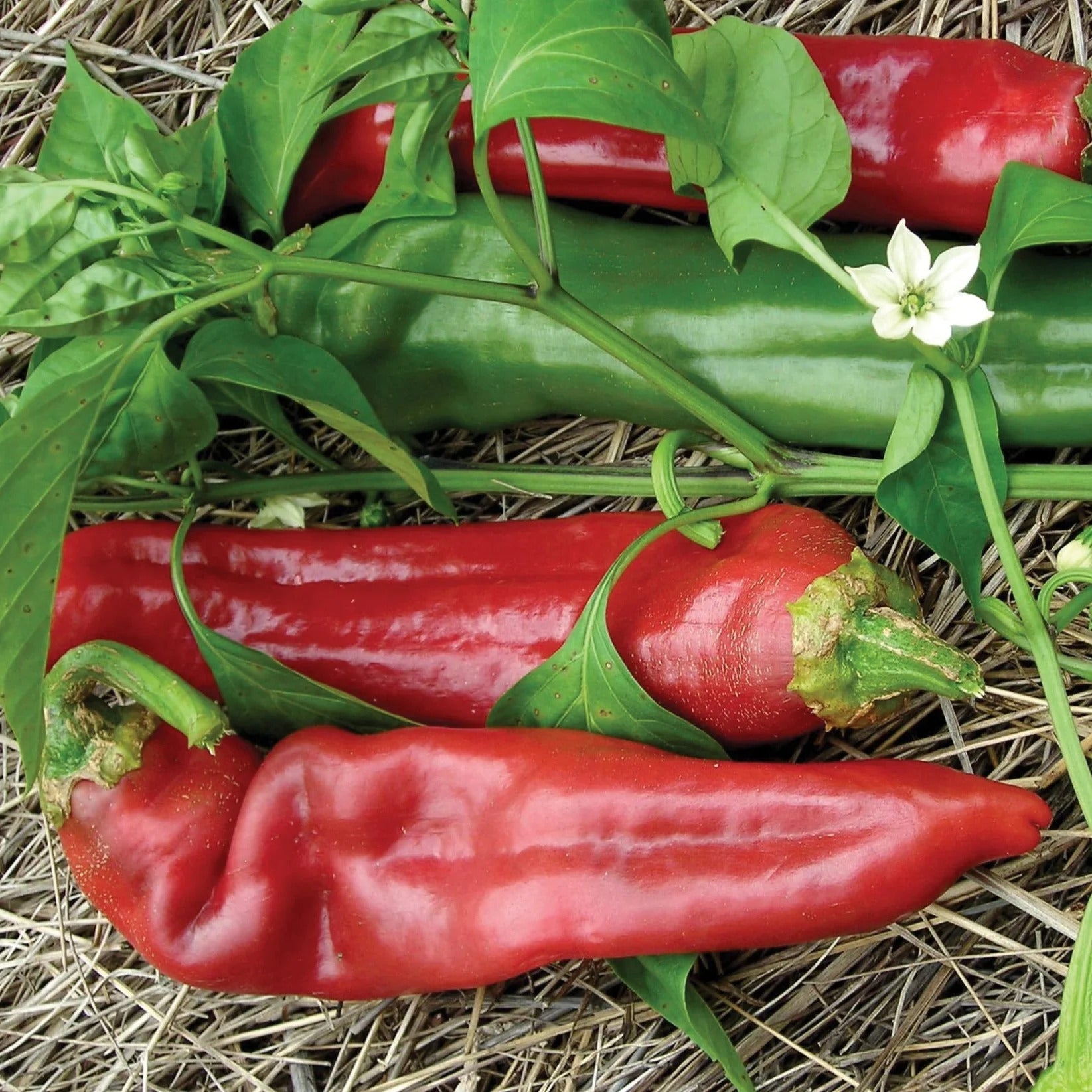Big Jim chili pepper plants growing in garden