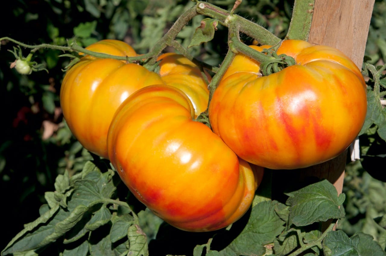 Big Orange tomato seeds for planting