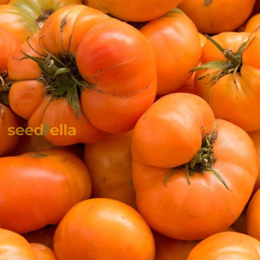 Big Tomato Seeds For Planting - Exotic Dark Orange Stunning Gardens Vegetable Seeds