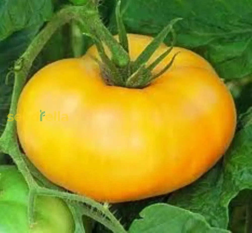 Big Yellow Tomato seeds ornamental fruiting plant