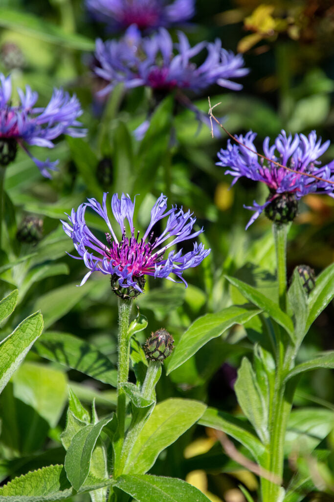 Blue Centaurea Montana Flower seeds for Planting - Fragrant Blossoms, Heirloom & GMO Free Seeds for Home Garden
 
 Sale seeds for planting in home garden
