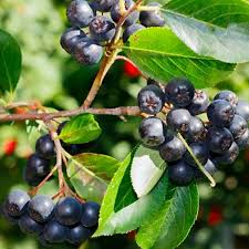 Bilberry Plant Seeds for Growing Edible Berries
