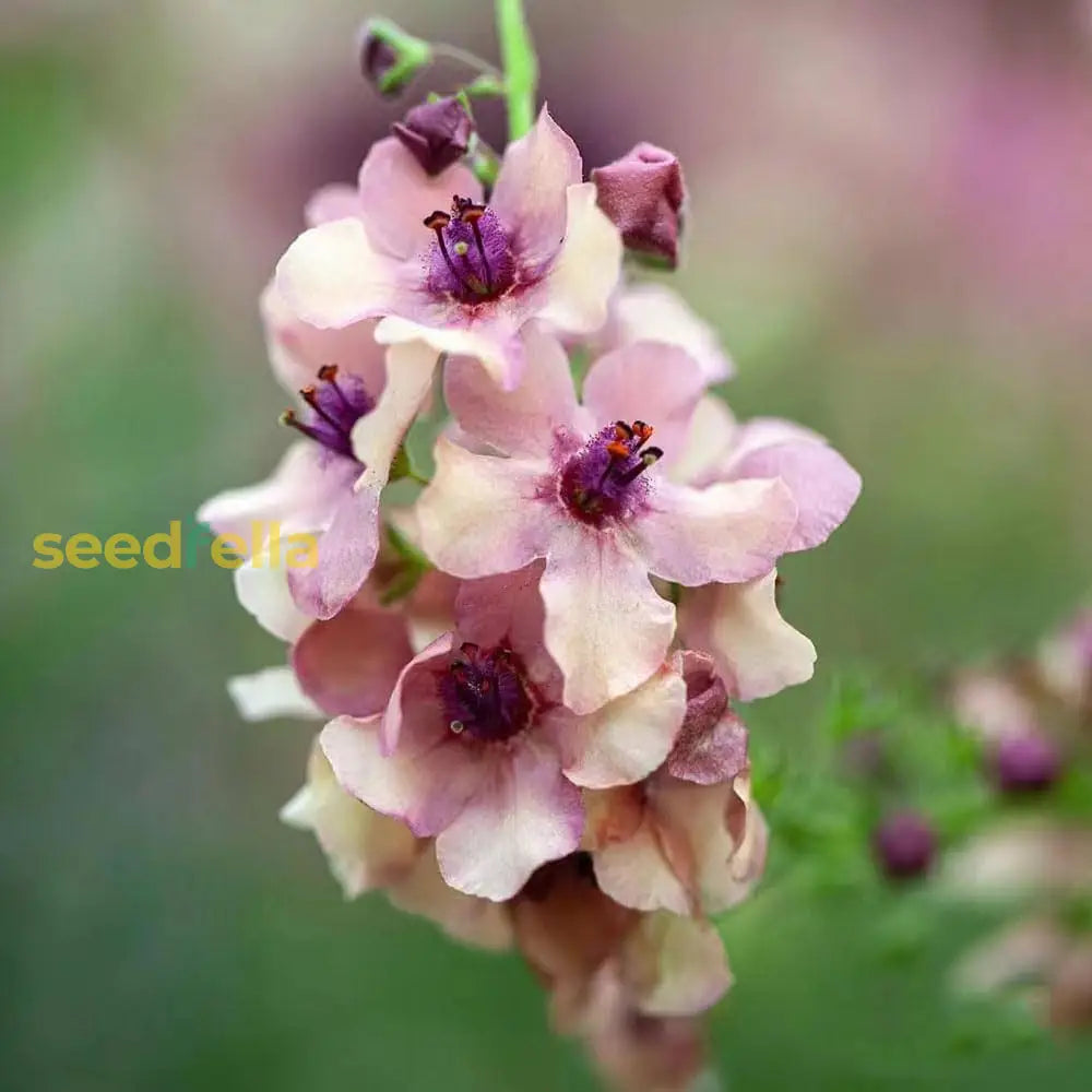 Bio Color Verbascum Antique Rose Flower Planting Seeds - Perennial For Vibrant Garden Blooms