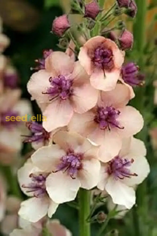 Bio Color Verbascum Antique Rose Flower Planting Seeds - Perennial For Vibrant Garden Blooms