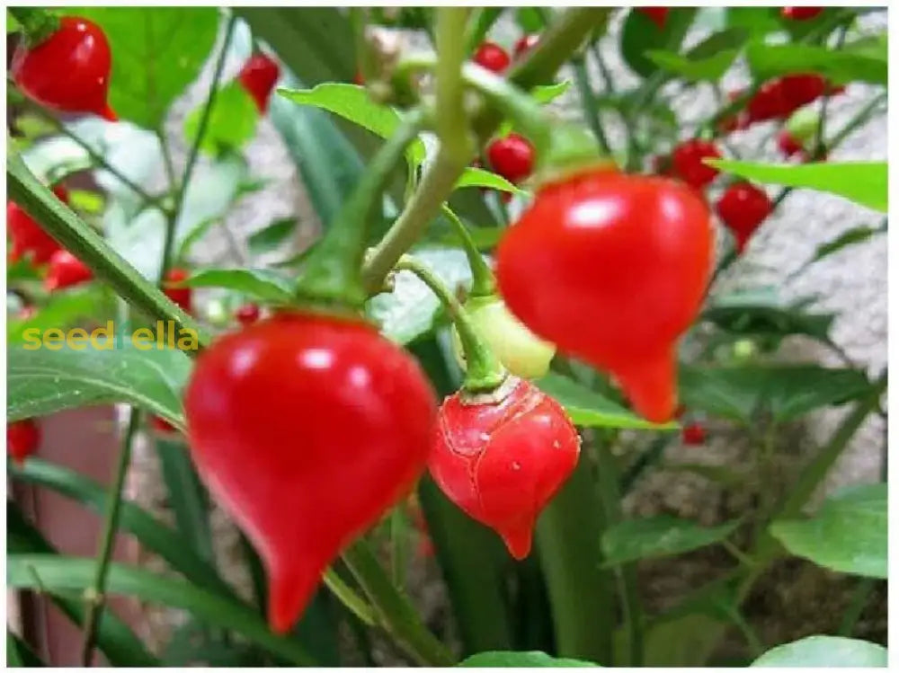 Biquinho pepper seeds growing guide