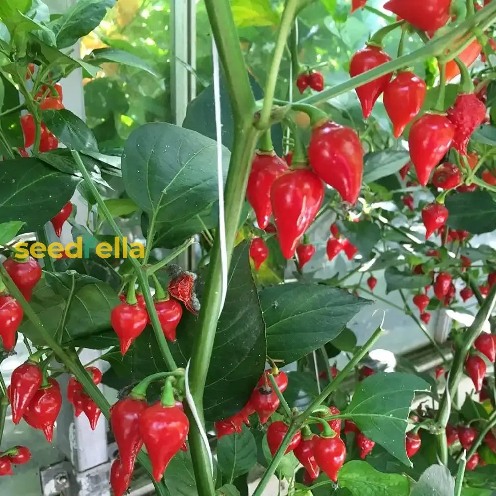 Biquinho Seeds For Home Vegetable Planting Seeds