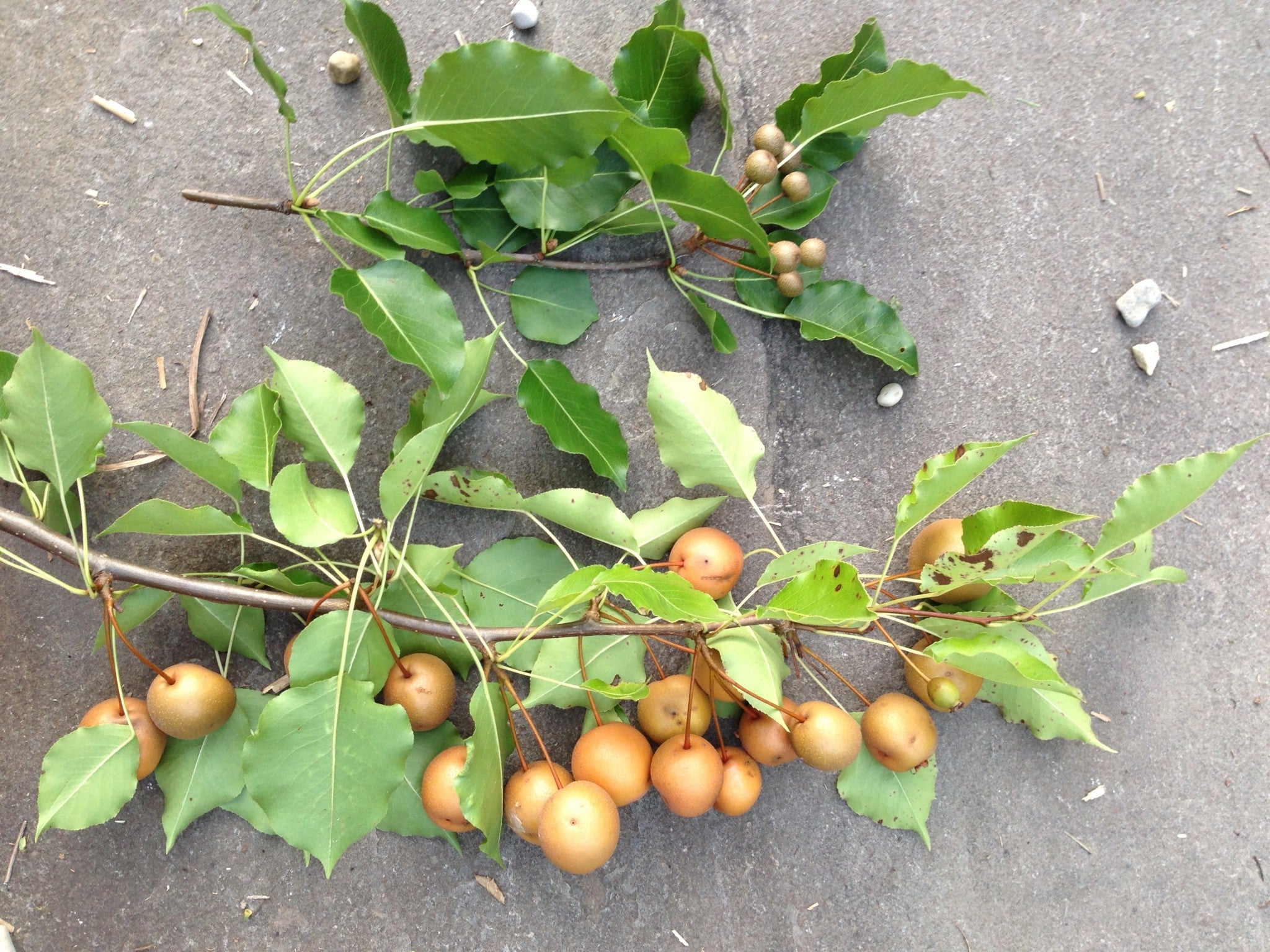 Birchleaf pear seeds producing small round green-yellow fruits