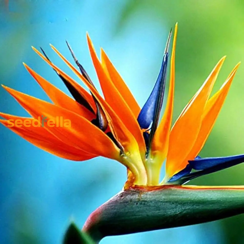 Bird Of Paradise Flower Seeds - Exotic Garden Plant For Spring And Summer Planting