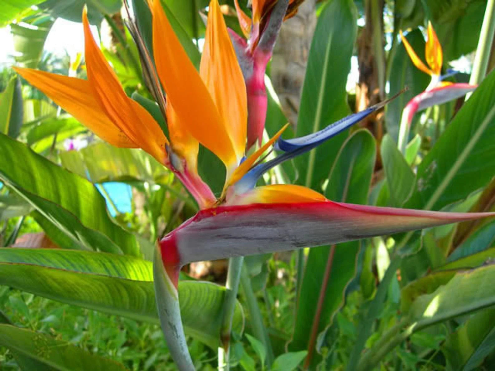 Non-GMO Bird of Paradise Seeds for Planting