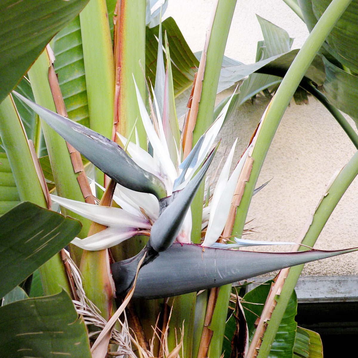 Bird of Paradise Seeds for Planting