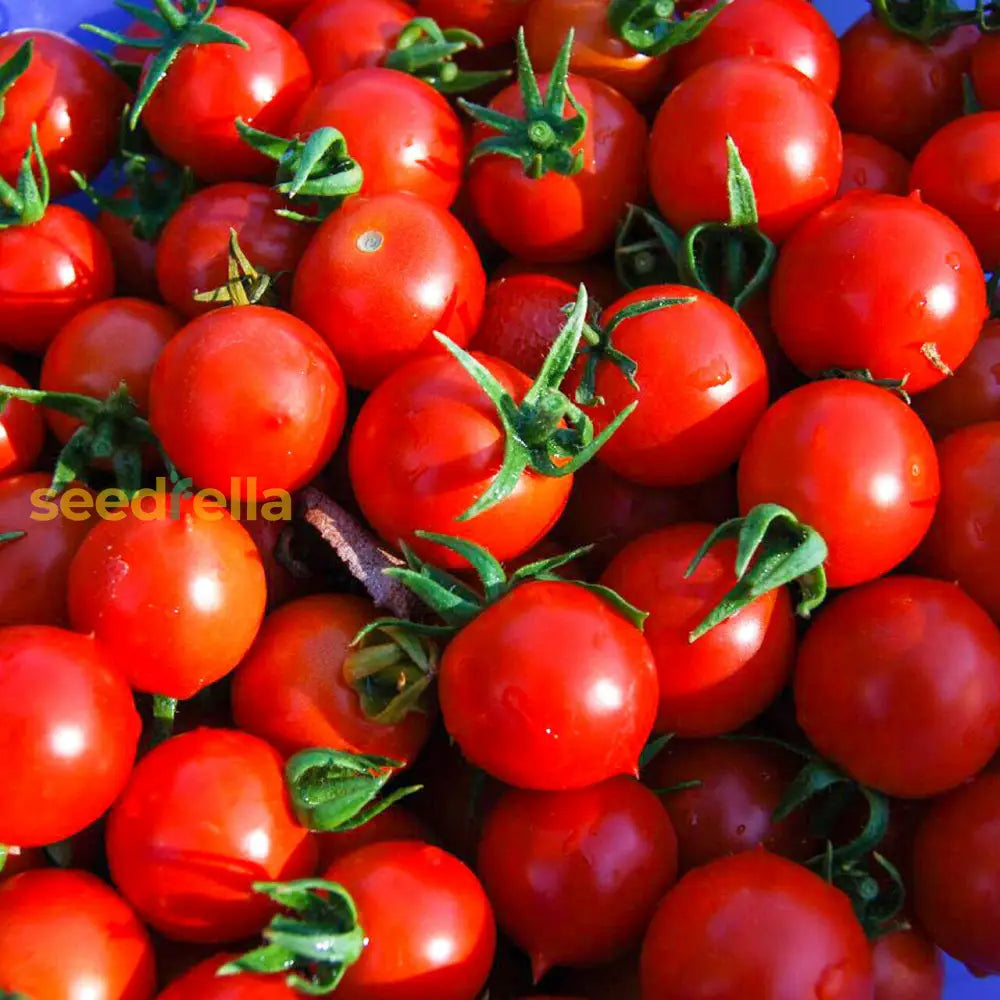 Birdie Rouge tomato seeds for planting