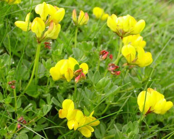 Birdsfoot groundcover flower seeds for naturalized areas