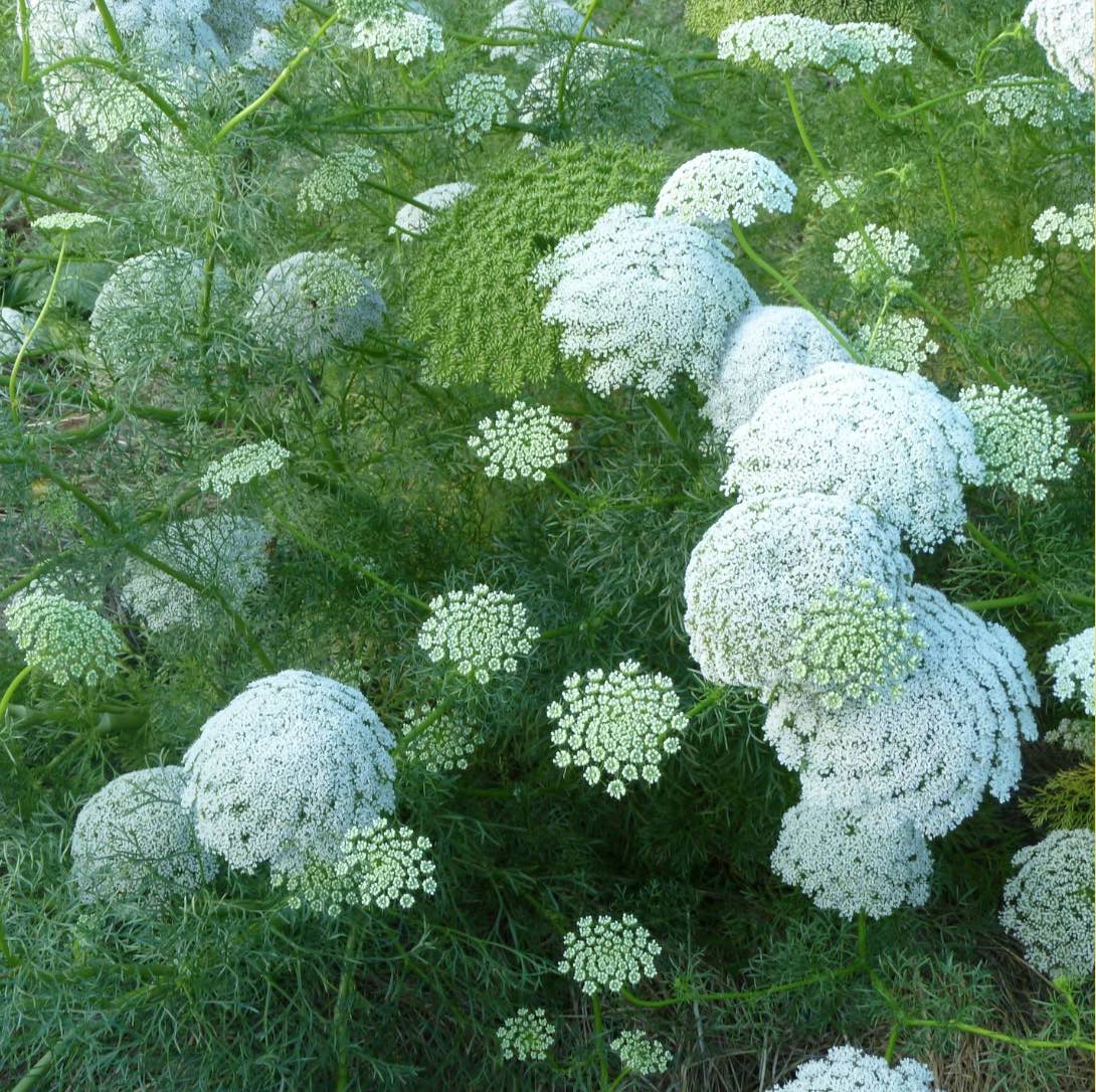 Bishop’s Flower herb with lacy foliage and white blooms