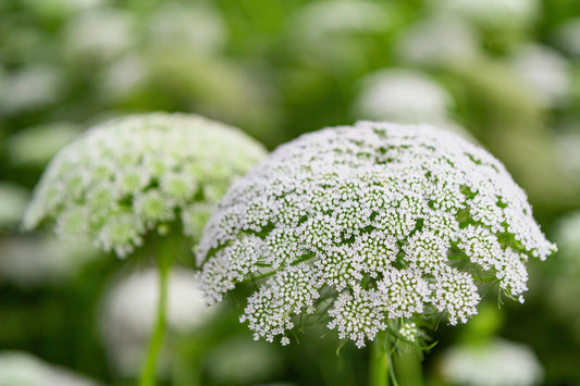 Bishop’s Flower plant with delicate white flowers in garden