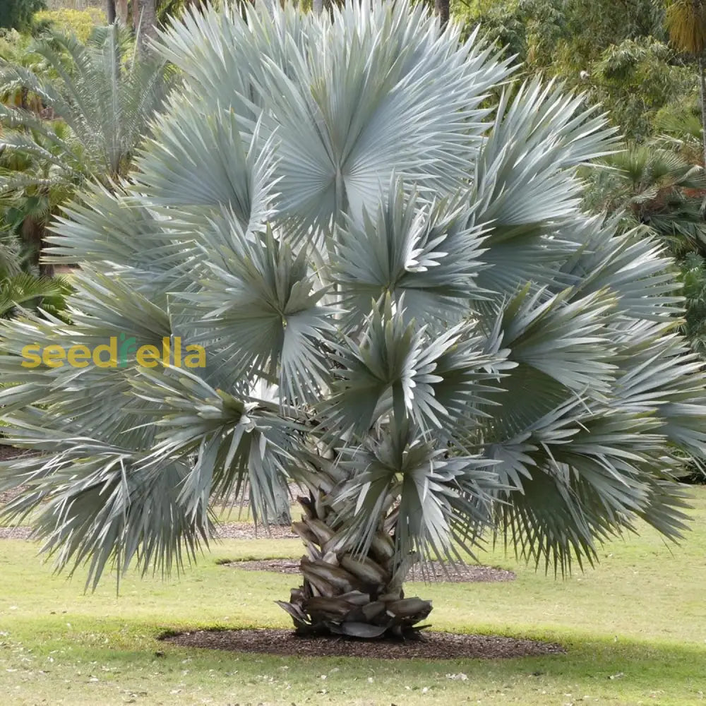 Bismarck Palm Seeds Bismarckia Nobilis Low Maintenance Showy Evergreen Drought Tolerant Bed Border