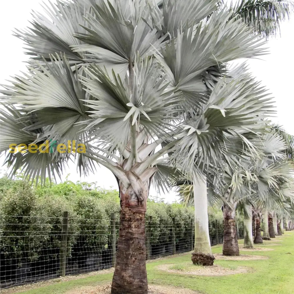 Bismarck Palm Seeds Bismarckia Nobilis Low Maintenance Showy Evergreen Drought Tolerant Bed Border