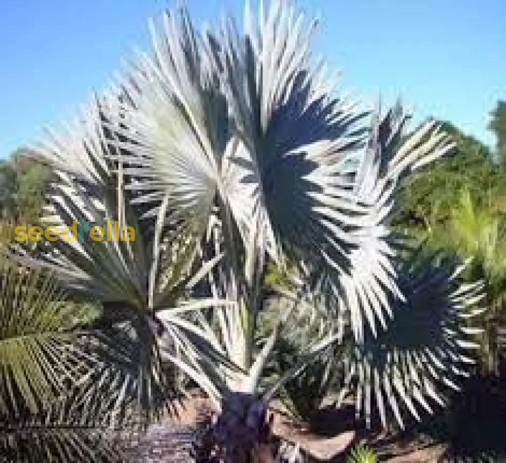 Bismarck Palm Tree Seeds For Planting - Exotic Tropical Garden Addition