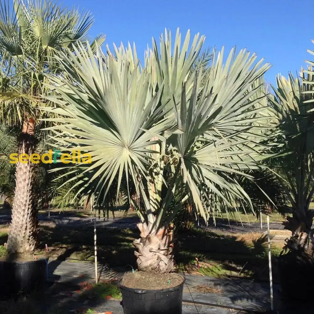 Bismark Palm Tree Seeds For Planting Plant Seeds