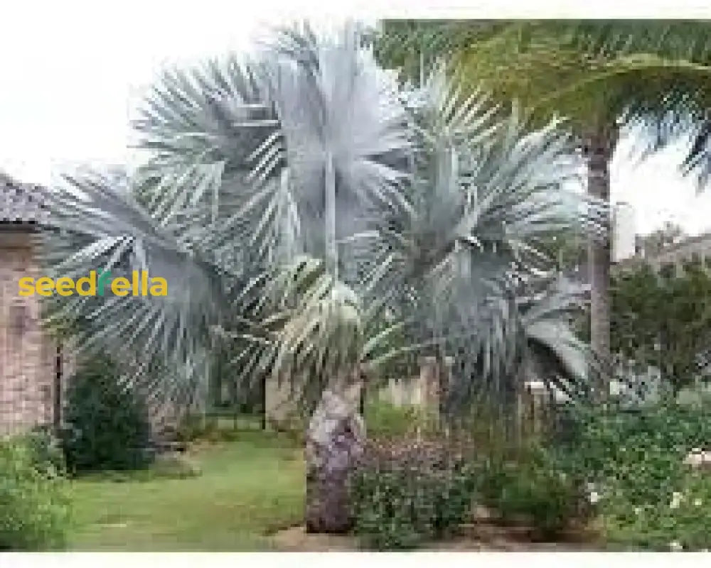 Bismark Palm Tree Seeds For Planting Plant Seeds