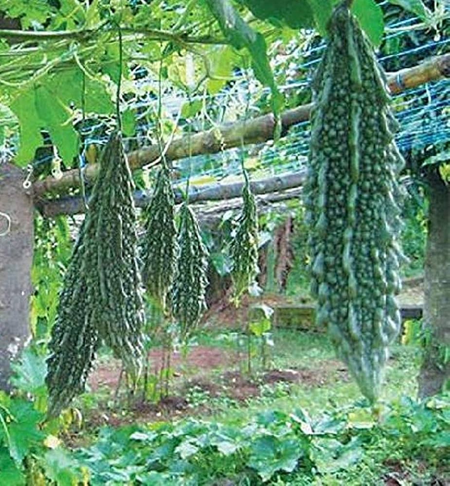 Closeup of Chinese bitter gourd seeds for planting