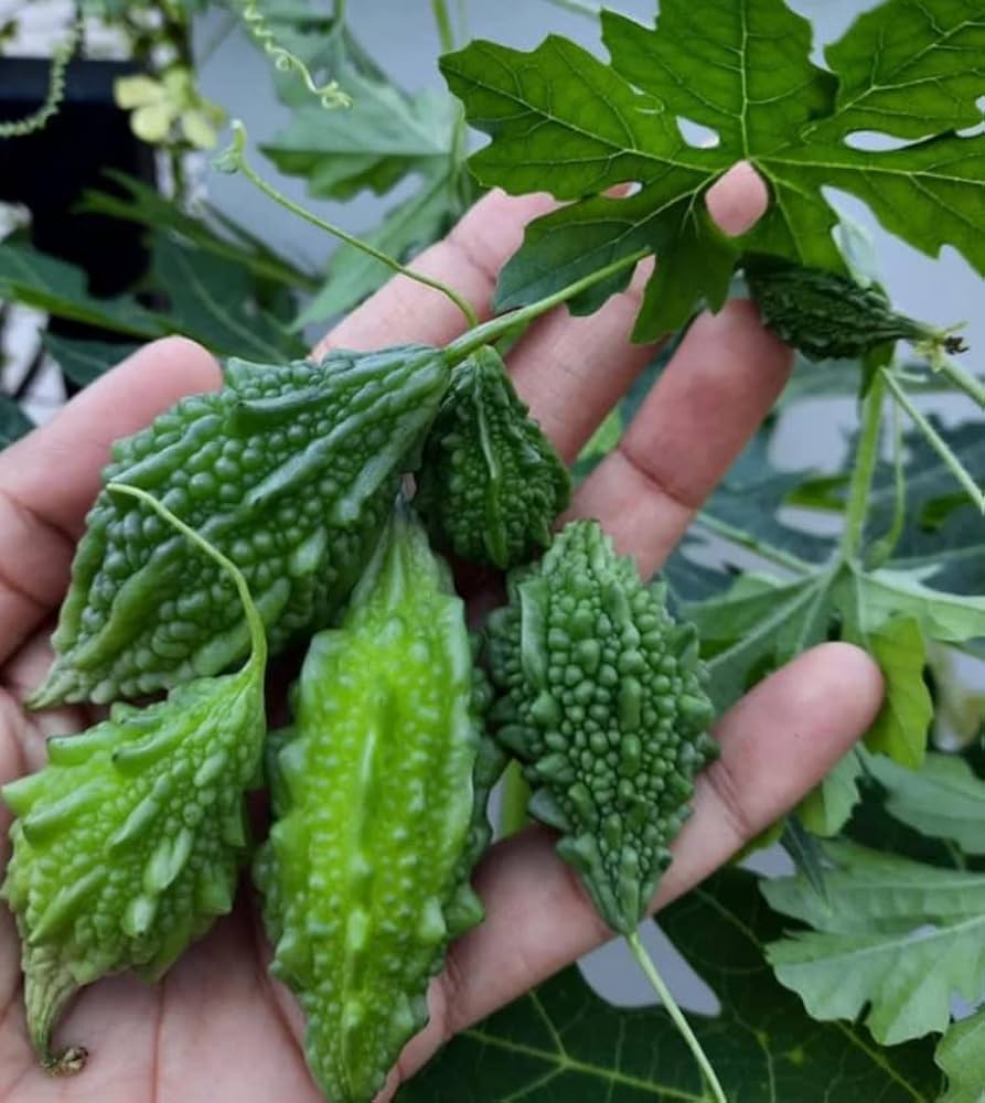 Bitter gourd seeds for planting non GMO high yield variety