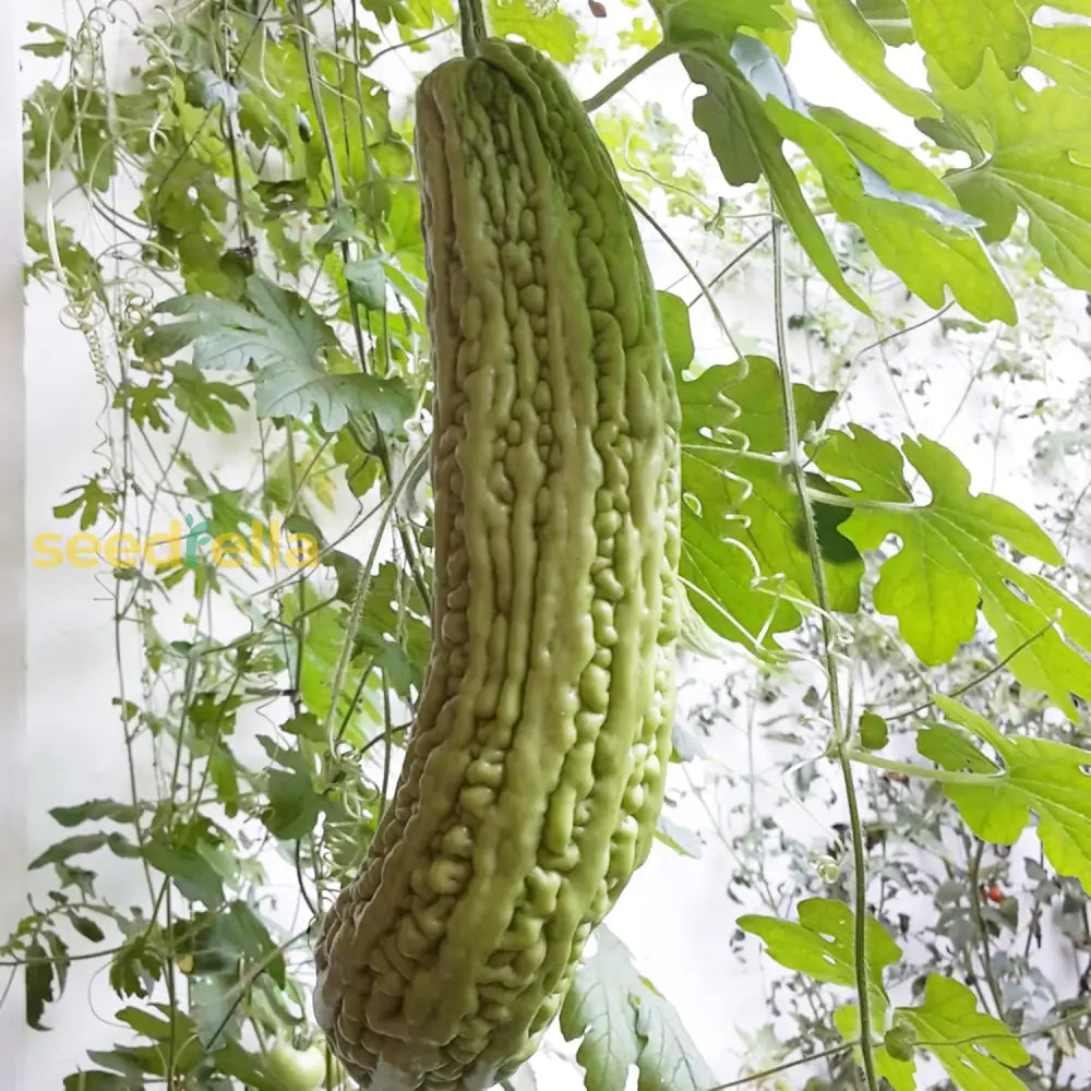 Bitter Gourd Seeds Melon Tropical Taste Rich In Vitamin And Fiber Health Benefit Trellis Garden