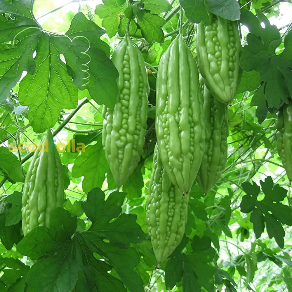 Bitter Gourd Seeds Melon Tropical Taste Rich In Vitamin And Fiber Health Benefit Trellis Garden