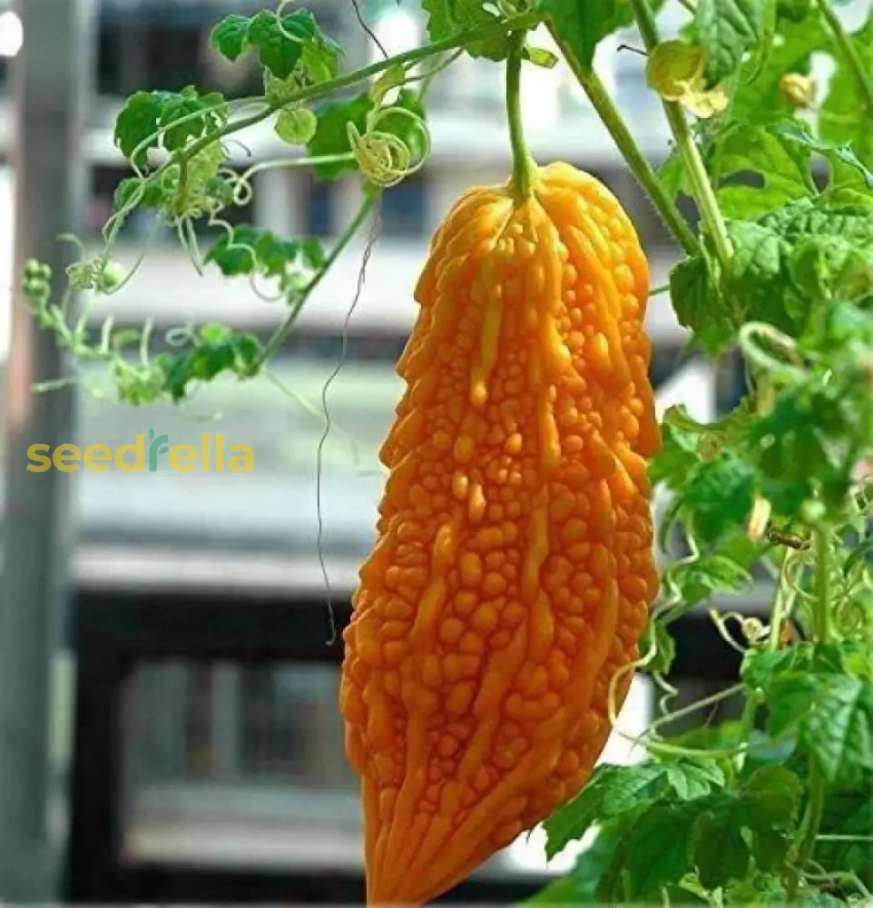 Orange Bitter Gourd seeds for home garden and trellised beds