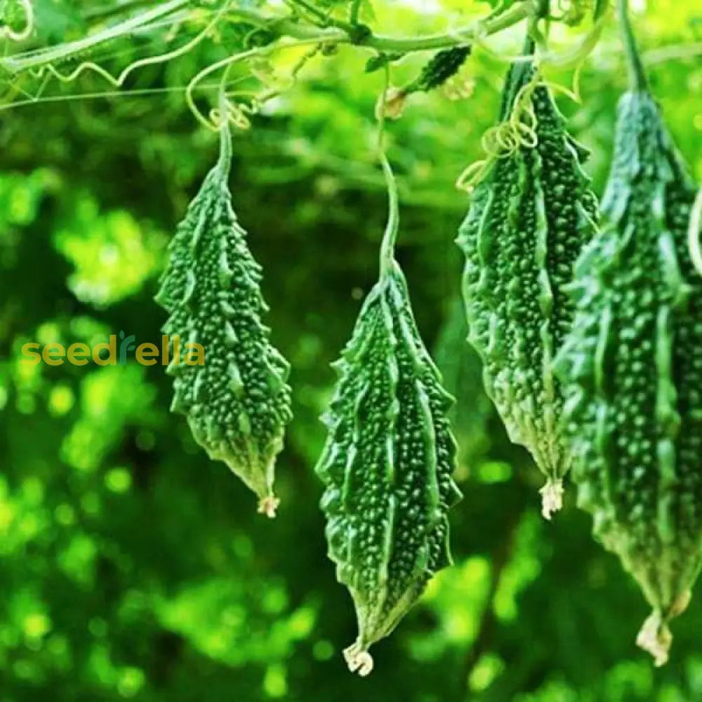 Bitter Gourd Vegetable Seeds For Your Garden Seeds