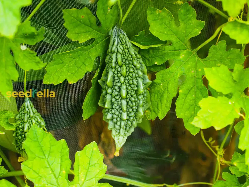 Bitter Gourd Vegetable Seeds For Your Garden Seeds