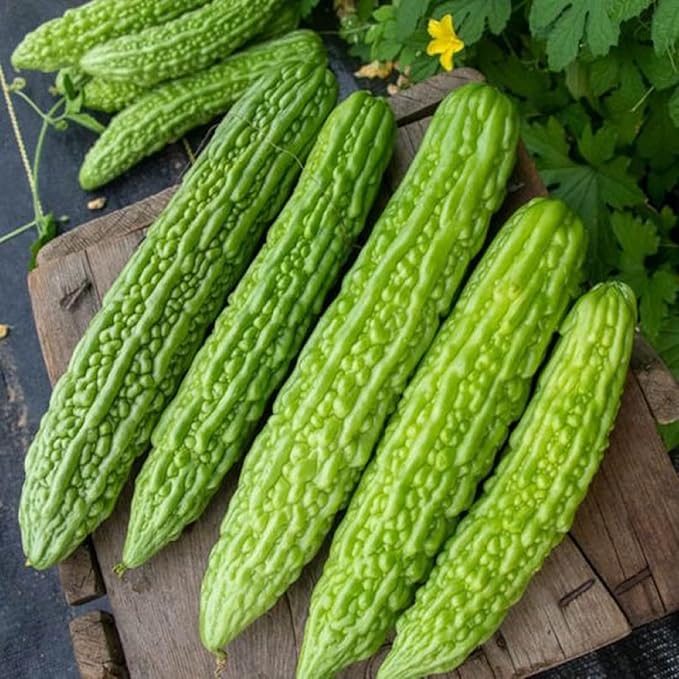 Bitter melon seeds non GMO with unique flavor for planting