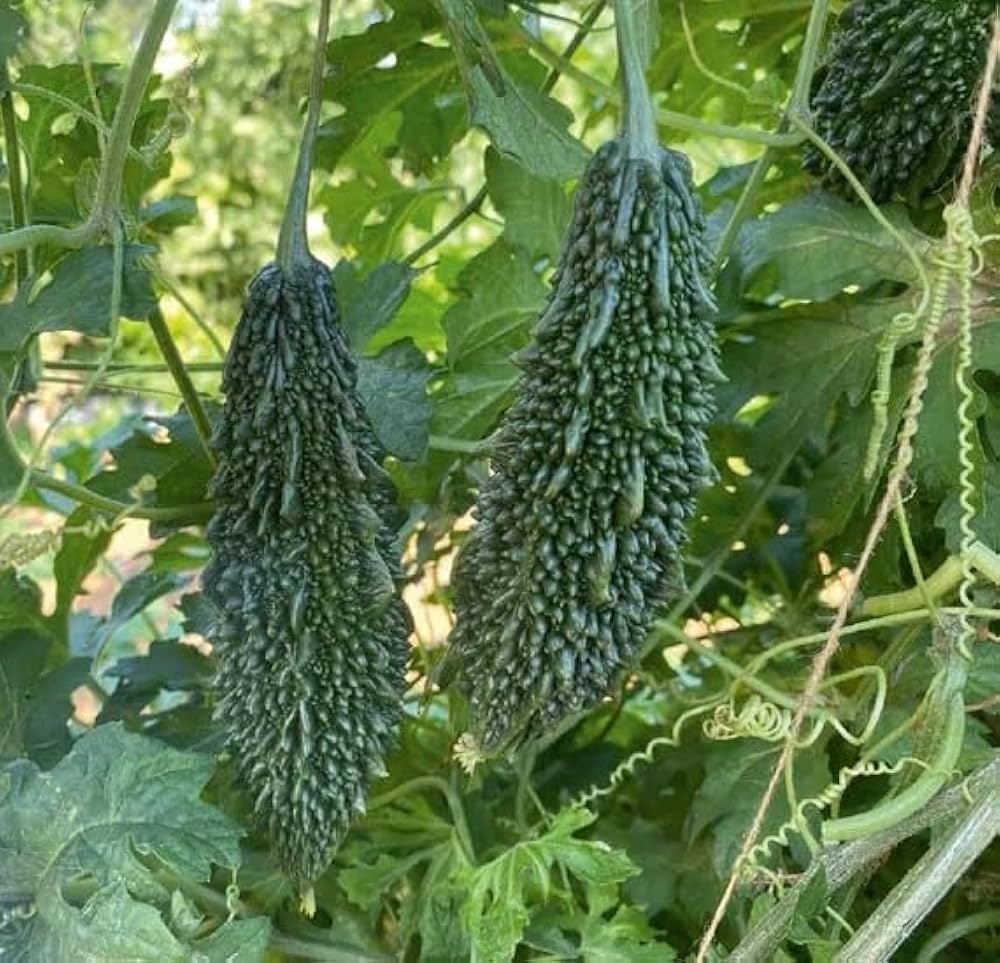 Vigorous Bittergourd plant grown from seeds
