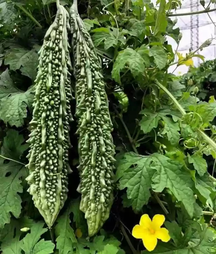 Bittergourd seedlings sprouting in soil
