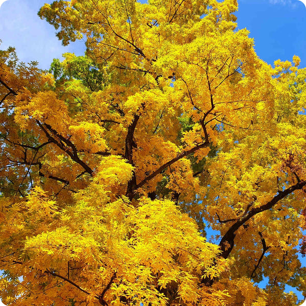Bitternut hickory seeds Carya cordiformis hardy native nut tree