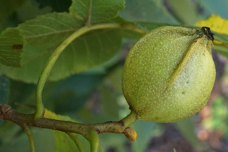 Bitternut hickory seeds showing golden-yellow fall foliage