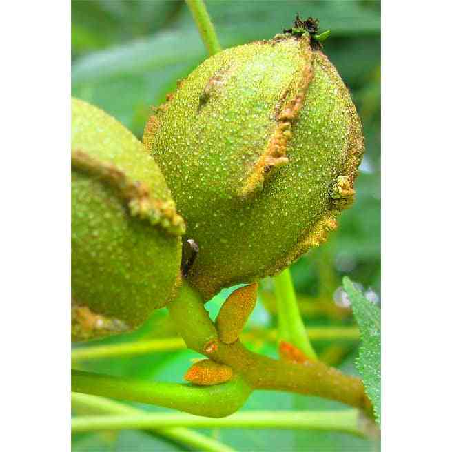 Bitternut hickory seeds producing small round nuts in green husks