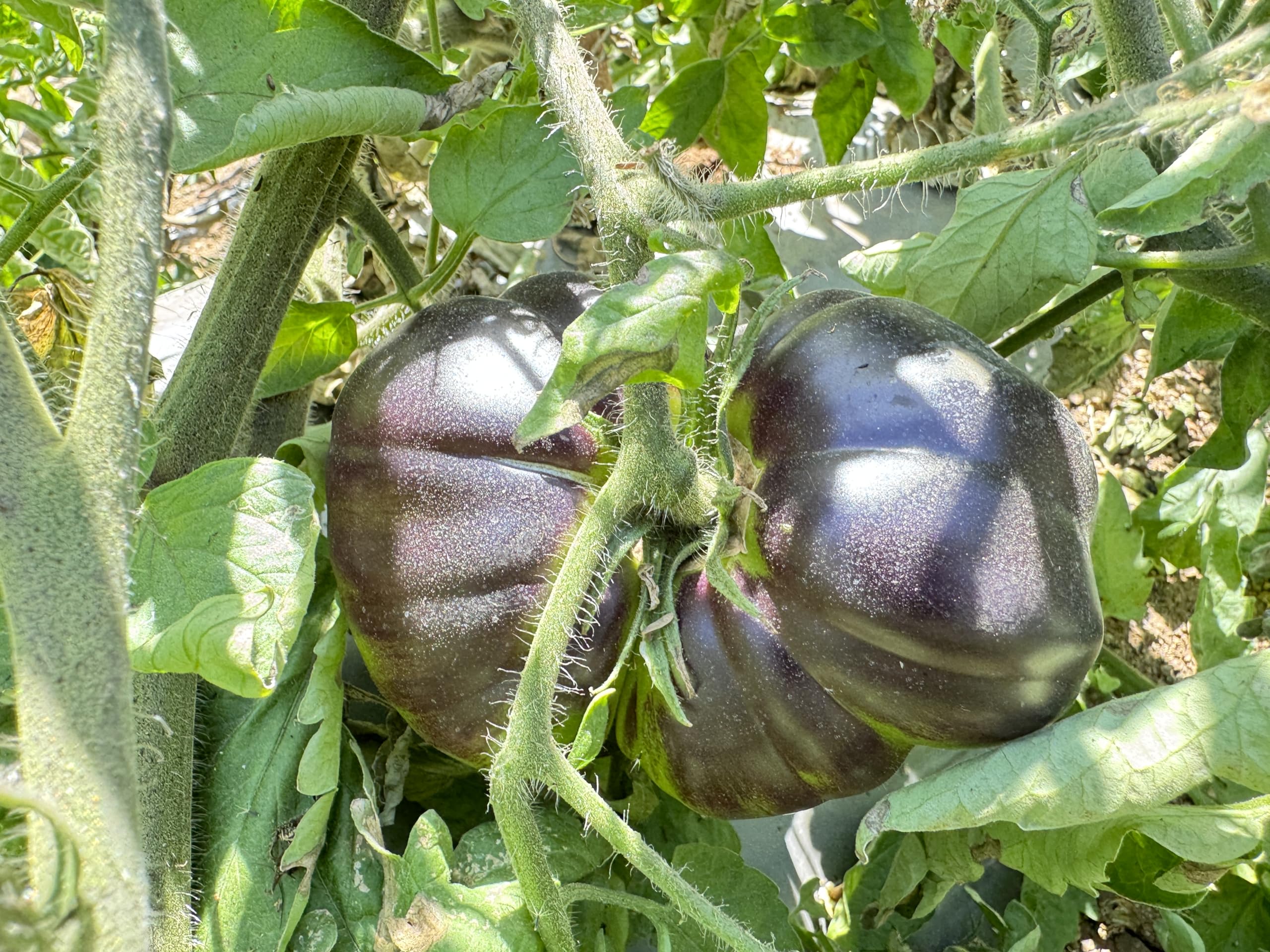 Black and green tomato seeds for planting