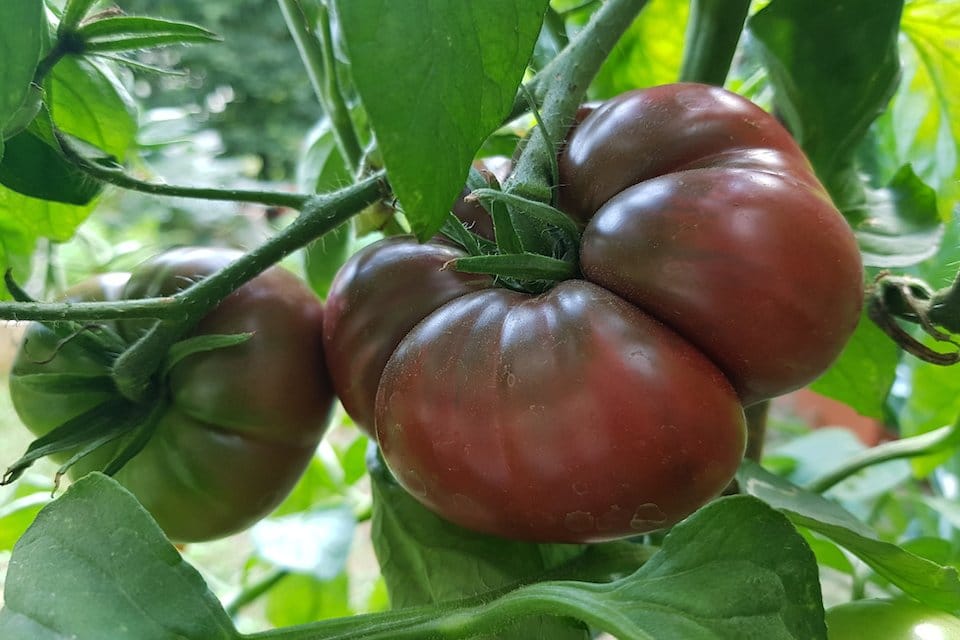 Planting guide for black and orange tomato seeds