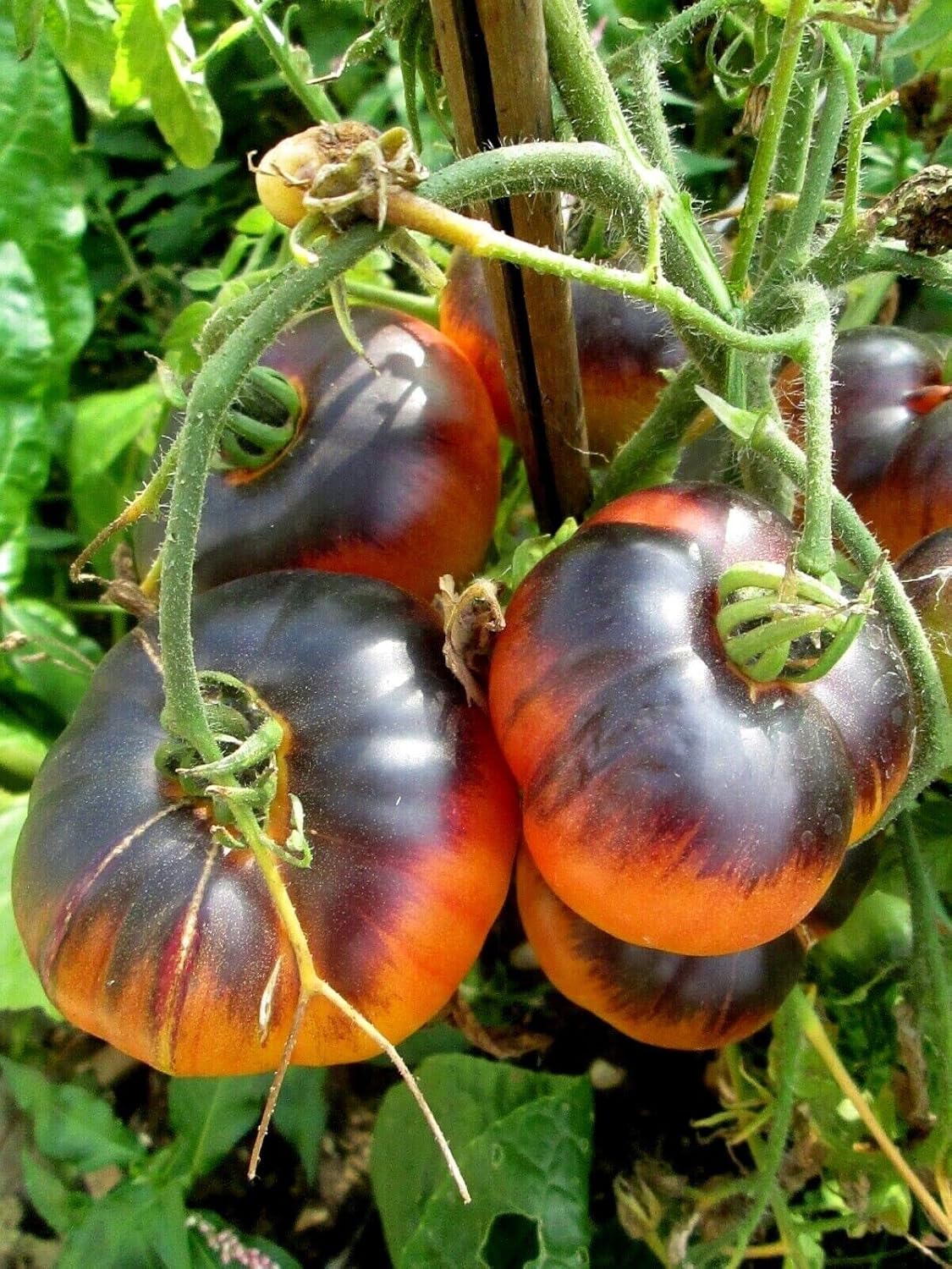 Black and orange tomato seeds for planting