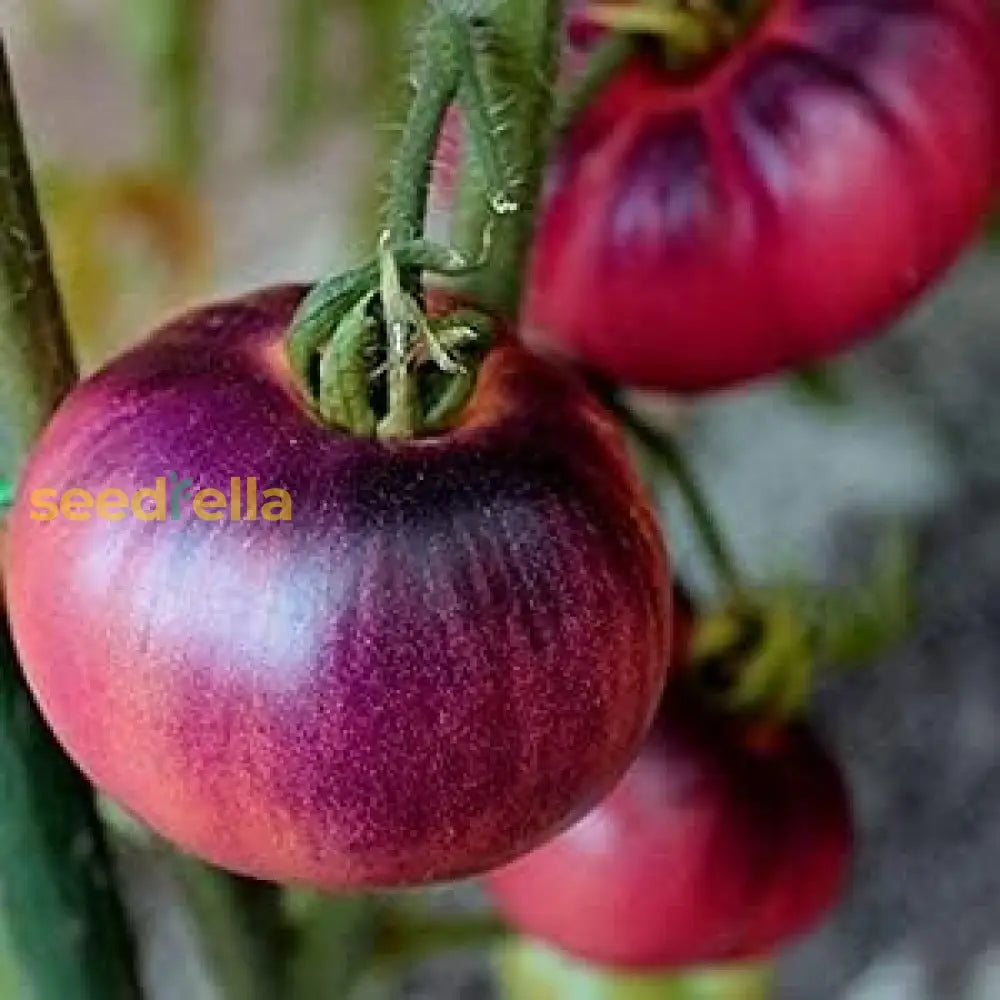 Black And Pink Tomato Seeds For Planting Vegetable Seeds